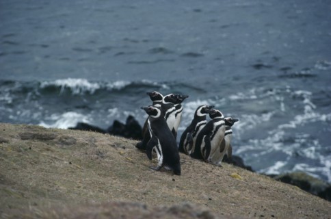 FALKLAND ISLANDS, Carcass Island, Megellanic Penguins. Spheniscuc Magellankus