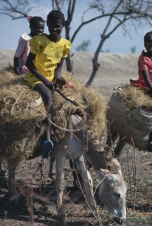 HAITI, People, Children, Girls riding donkeys carrying straw