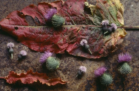 ENGLAND, West Sussex, Woodmancote, Floral still life with saw wort and thistle heads on sorrel