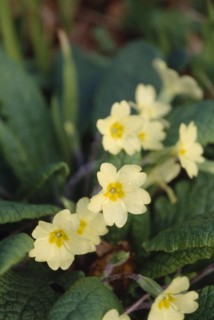 ENGLAND, West Sussex, Woodmancote, Primrose on woodland floor.