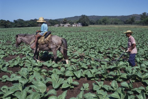 DOMINICAN REPUBLIC, Agriculture, Man using horse ridden by child to plough furrow through crop on