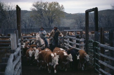USA, Wyoming, Agriculture, Cowboys with cattle in cor-ral.