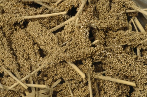 NIGERIA, West Africa, Agriculture, Harvested crop of Sorghum