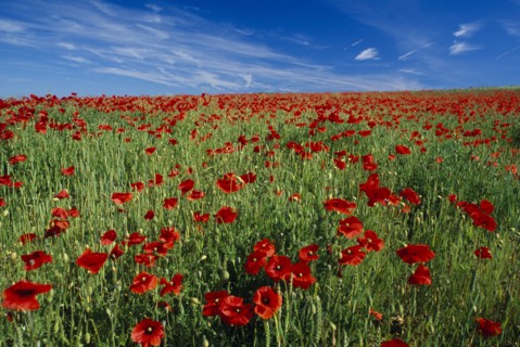 ENGLAND, East Sussex, South Downs, A rich red poppy field display by Balmer Huff