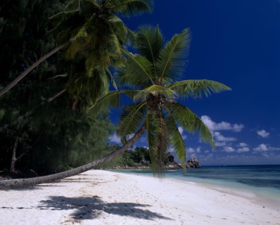 SEYCHELLES, La Digue, View across white sandy beach lined with overhanging palm trees towards