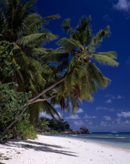SEYCHELLES, La Digue, Anse Severe, View across sandy beach lined with overhanging palm trees