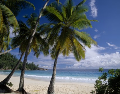 SEYCHELLES, Mahe, View through palm trees towards sandy beach and    turquoise sea