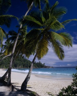SEYCHELLES, Mahe, View through palm trees towards sandy beach and turquoise sea
