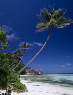 SEYCHELLES, La Digue, Source De Argent, View across sandy beach and sea with overhanging palm trees