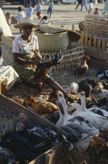 MADAGASCAR, Antanananrivo, "Zoma livestock market with a woman vendor wearing a straw hat sitting
