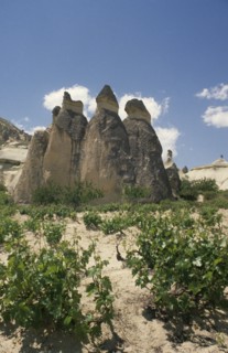 TURKEY, Cappadocia, Zilve, Fairy Chimneys formed from volcanic rock with vines growing in