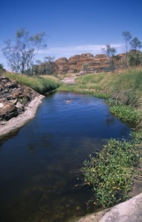 AUSTRALIA, Western , Kimberley, Purnululu or Bungle Bungle Cathedral Gorge with a man swimming in