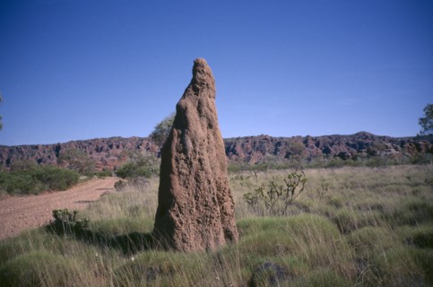 AUSTRALIA, Western ,  Kimberley, Purnululu or Bungle Bungle. Termite Mound