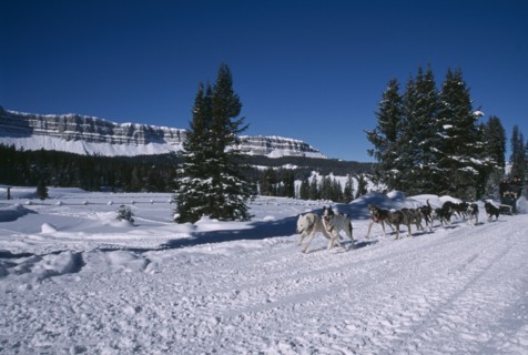 USA, Wyoming, Dubois, Brooks Lake Lodge. Dogsledding with Alaskan Huskies