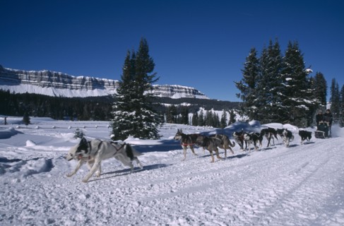 USA, Wyoming, Dubois, Brooks Lake Lodge. Dogsledding with Alaskan Huskies