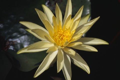 PLANTS, Flower, Water, Yellow Water Lilly flower