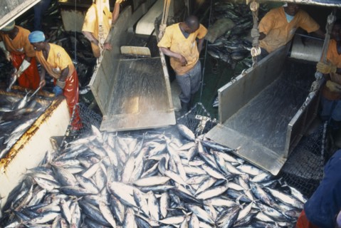 IVORY COAST, Abidjan, Unloading tuna from fishing boat in Abidjan port.