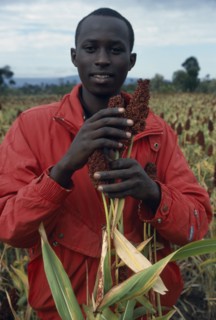 KENYA, Agriculture, Man harvesting sorgham.