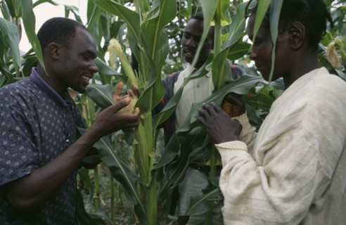 KENYA, Muhuroni, Agnes Oluch and Oxfam staff look at maize crop.  In prison for illegal brewing she