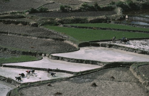 BHUTAN, Paro, Ploughing and planting paddy fields in terraced agricultural landscape.