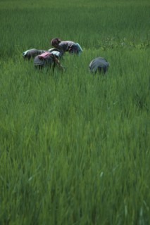 BHUTAN, Paro Valley, Women working in paddy field.