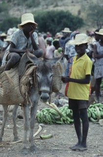 HAITI, Children, Market scene with two young boys with donkey carrying basket panniers.
