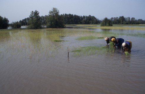 GAMBIA, Agriculture, Women replanting rice in paddy fields.