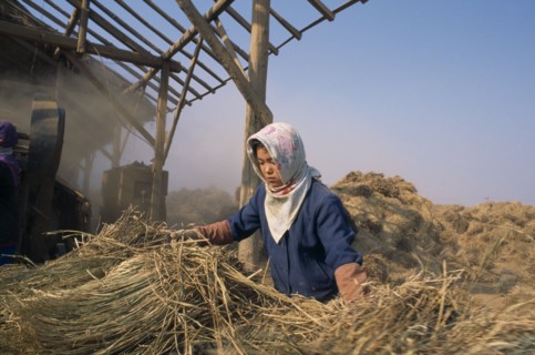 NORTH KOREA, North Hwanghhae Province, UNPA County, Girl harvesting flood damaged paddy