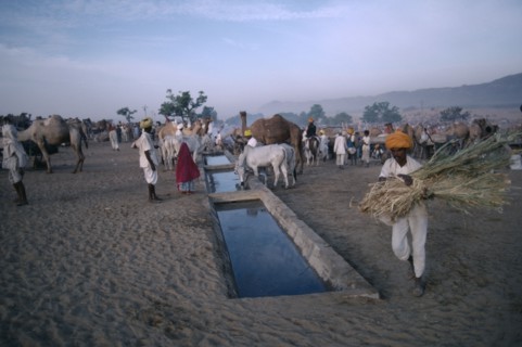 INDIA, Rajasthan, Pushkar, Cattle and camels brought to water in evening during fair.
