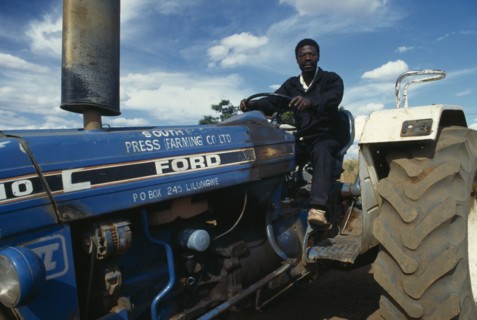 MALAWI, Farming, Tractor driver working in tobacco plantation.