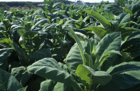MALAWI, Farming, Close view of tobacco crop.