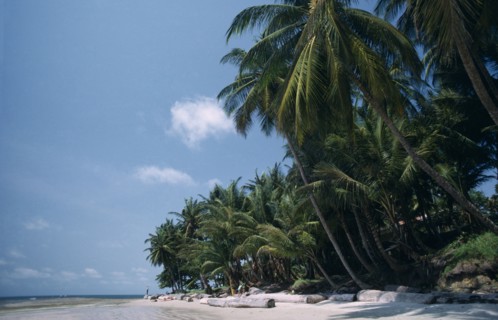 GABON, Landscape, Cape esteries. Sandy beach lined with palm trees