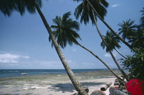 GABON, Landscape, Beach with overhanging palm trees and people at the waters edge. Red sun umbrella