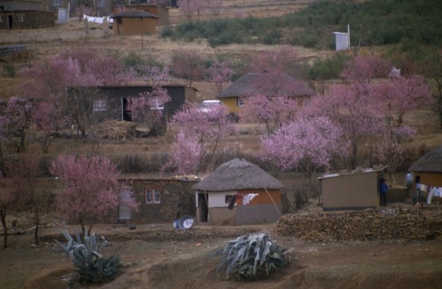 LESOTHO, Architecture, Village homes surrounded by trees in blossom