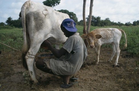 GAMBIA, Agriculture, Cattle, Boy milking cow