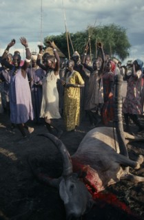 SUDAN, Tribal People, Dinka tribespeople dancing with arms raised to simulate cow ( women ) or bull