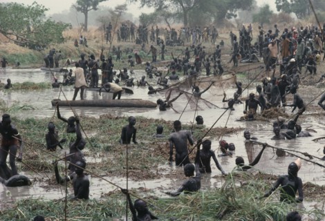 SUDAN, Tribal People, Dinka fishing festival. Mass of tribesmen in waist level water using spears