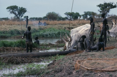 SUDAN, Tribal People, Dinka men fishing from dug out canoe with cattle on shore drinking from river