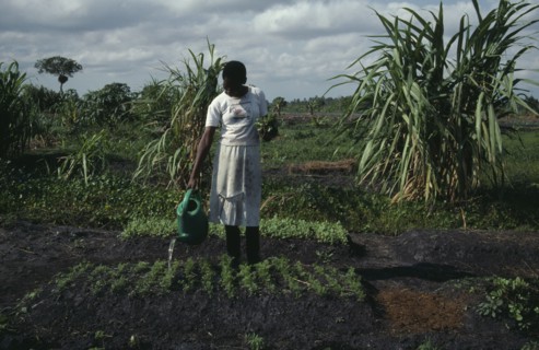 MOZAMBIQUE, Inhambane Province, Macuamene Swamp, Woman watering seedlings in former swamp as part