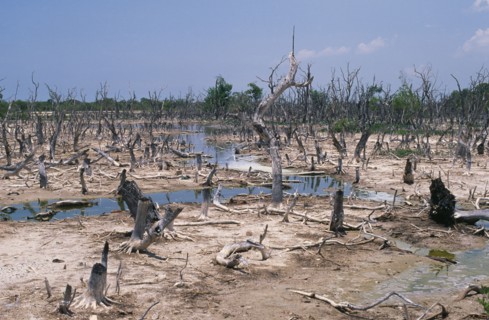 MEXICO, Yucatan, Celestun, Mangrove forest on the Gulf coast killed by pollution.
