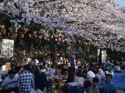 JAPAN, Honshu, Tokyo, Ueno Park. Cherry Blossom viewing parties with people sat under trees and