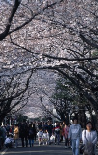 JAPAN, Honshu, Tokyo, Yanaka. People walking under Cherry Blossoms outside Yanaka Cemetary near