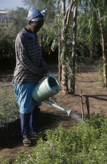 ETHIOPIA, Agriculture, Woman using watering can to irrigate seedlings in plant nursery.