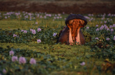 ZIMBABWE, Mana Pools Nat. Park, Yawning hippo amongst water hyacinth.