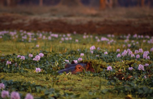 ZIMBABWE, Mana Pools Nat. Park, Hippo partly submerged amongst water hyacinth.
