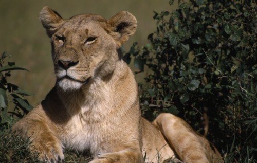 KENYA, Masai Mara Nat. Park, Lioness lying beside bushes.