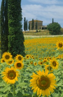 ITALY, Tuscany, Field of sunflowers and cypress trees with house behind near Buonconvento