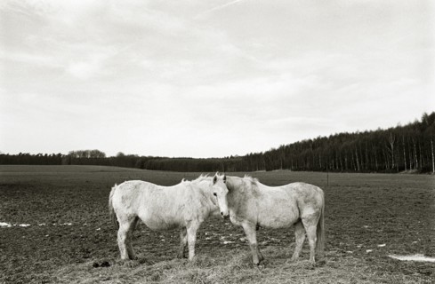 BELGIUM, Brussels ##END 90, Domaine Solvay, Two Horses standing face to face in an empty field.