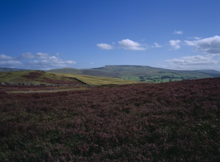 ENGLAND, North Yorkshire, Field of purple heather on the Moors.