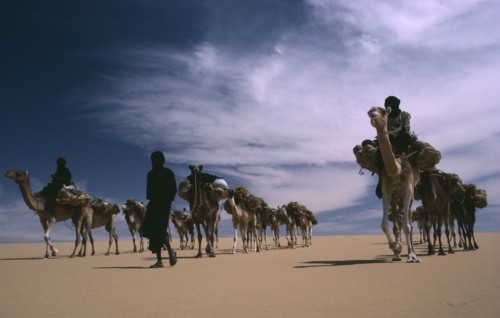 NIGER, Transport, Animals, Tuareg camel caravan.